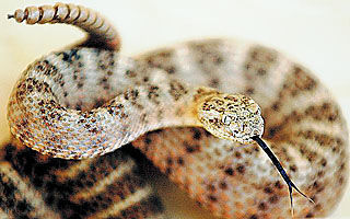 Please don’t approach or provoke the snakes